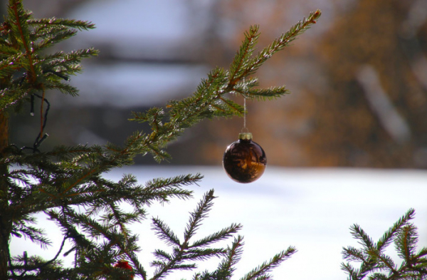 Lesy ČR darují dětským zdravotnickým a sociálním zařízením vánoční stromky