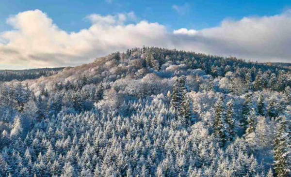 Dárek k Vánocům všem milovníkům Brd: lesy na Kloboučku se dočkaly ochrany